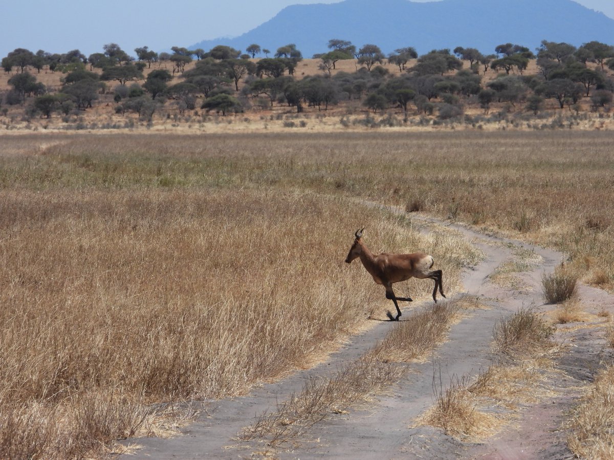 Caught a glimpse of the magnificent red hartebeest on the savannah today – nature's own masterpiece in motion. 🌾🦌

#experiencetheworldinauniqueway #wildgeography #tanzaniaparks #onlyafrica #africansafari #tanzaniasafari #luxurysafari #wildlife #travel #360extremeadventures