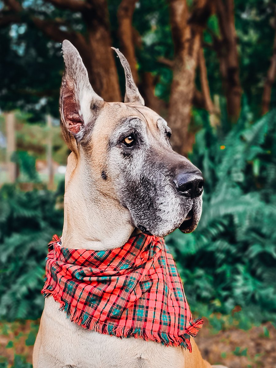 FergusGreatDane's tweet photo. Hoping Rudolph eats the Naughty List ๐๐
๐ฆ ~Ripley โฅ๏ธ๐พ
#dontlooktooclosely #icanexplain #happyhowlidays #santapaws #dearsanta #wewoofyouamerrychristmas #danedeer #rudolphhelpafriendout #thisiswhatinnocencelookslike
โซ๏ธ
#RipleyTheFawnDane #greatdane #dogsofx #dogs #dogsoftwitter https://t.co/6be7whSawG