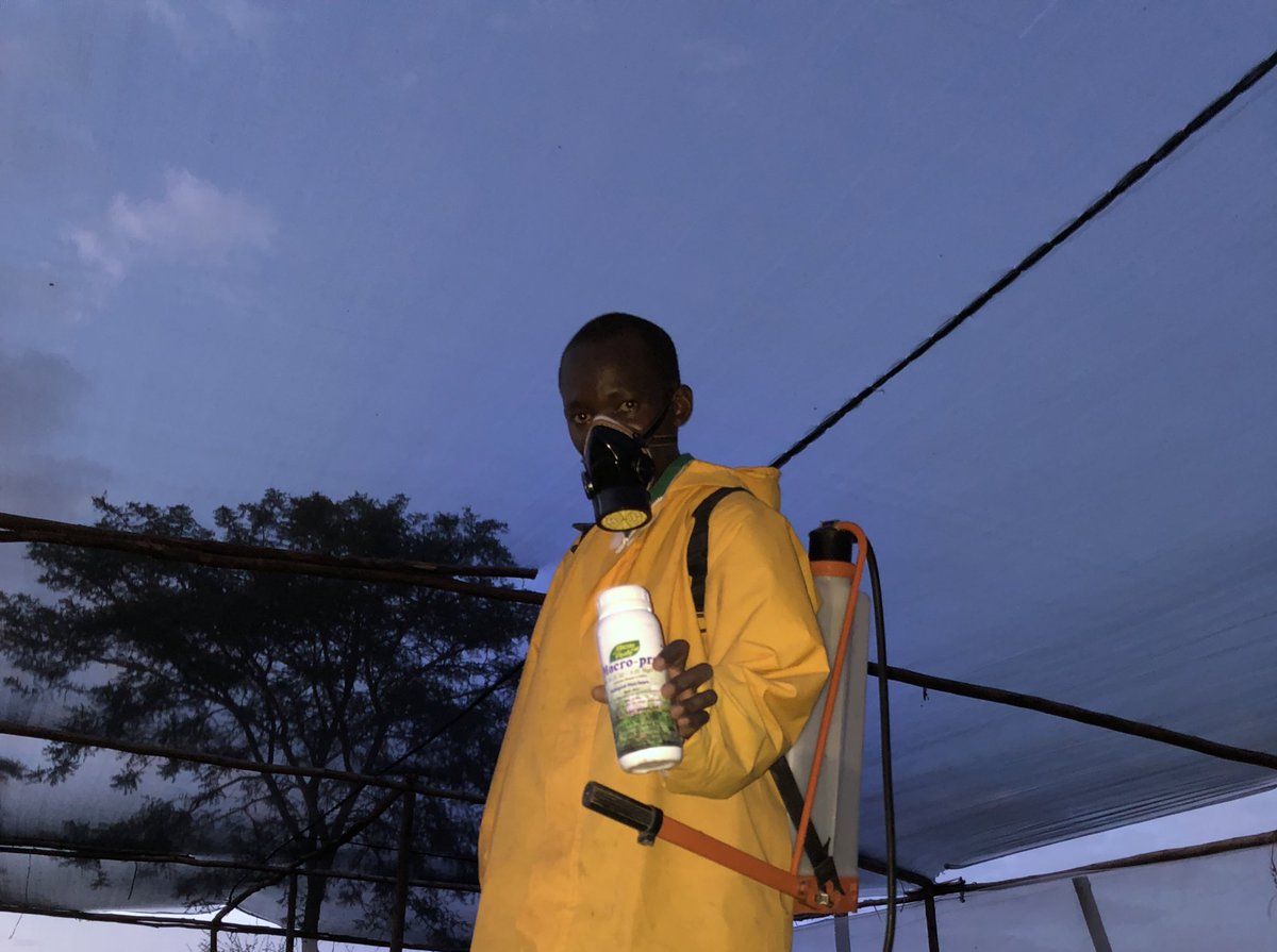 kalebndolo's tweet image. Spraying #macropro from #seedpro  on our #yellow and #red capsicum.