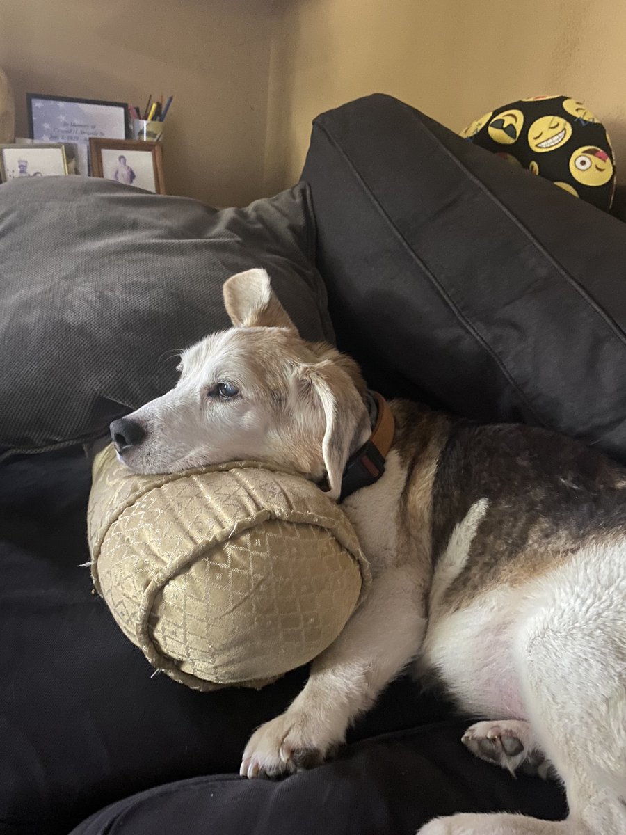 Josie Moore tweet media