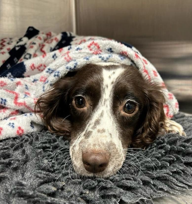 Please retweet to HELP MISTLETOE FIND A FOSTER HOME #YORKSHIRE #UK 
'For obvious reasons, our bull breeds have taken a lot of our energy and focus on social media recently, but we have saved SO many other dogs from desperate situations these past few weeks … including poor