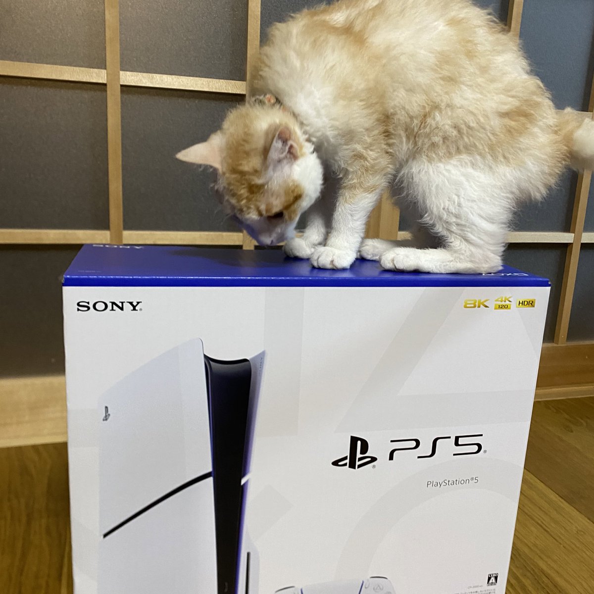 ArkMeow tweet picture
