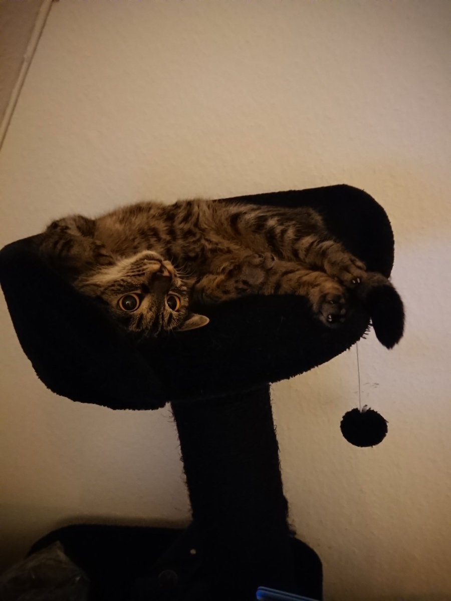 hinter türchen 16 vom katzventskalender liegt immer noch filou aber dieses mal andersherum