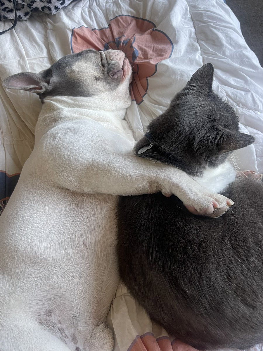 We need to bring back #caturday! <a href="/AnotherDenise/">Denise Coleman</a> <a href="/laurenvanherk/">Lauren van Herk (she/her)</a> 
HAPPY CATURDAY!