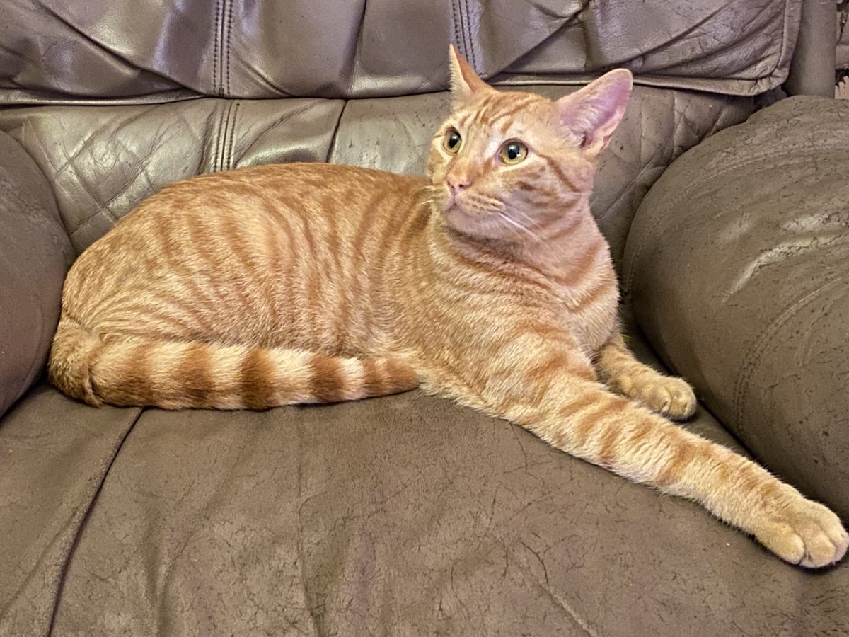 "Mad Cat" Cattis tweet media