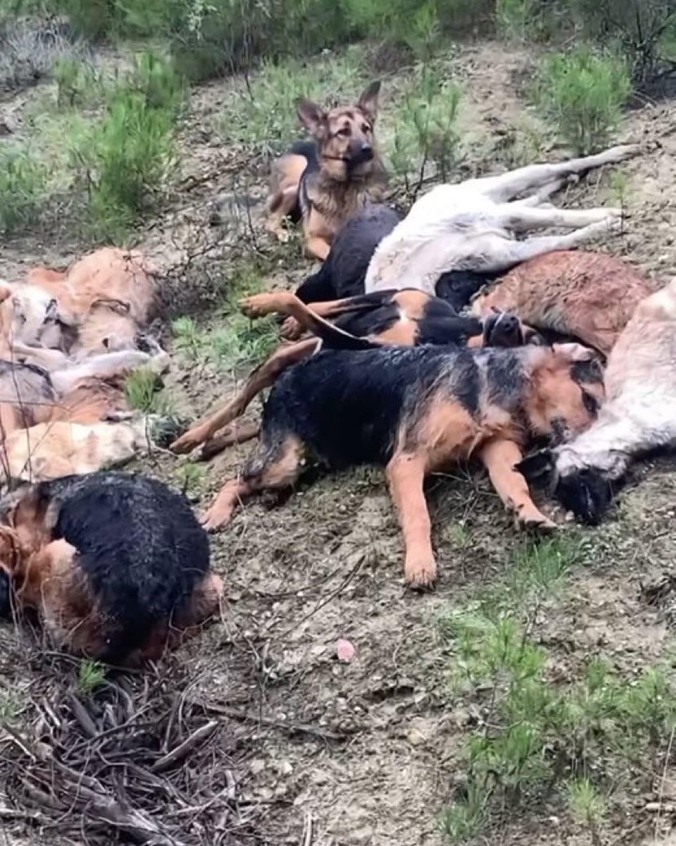 Sayın <a href="/Mustafa_Destici/">Mustafa Destici</a>; mesela Bilecik Belediyesi barınak ekipleri sahiplenilmeyenleri öldürüp attı. Bunlar mezara, onlar cezaevine. "İtlaf"tan kastınız bu sanırım?
