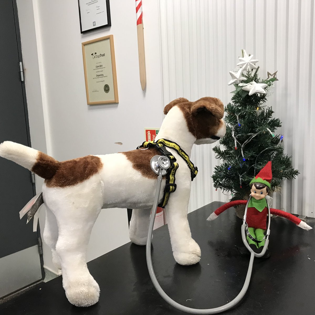 Elf on the shelf with a visit to our onsite vet room. 💛 🐾 Our Vet Nurse, Claire is there to help with 'happy vet visits', so our dogs can have nice, kind, positive experiences in the vet room. And snuggles too! 💛 #ElfOnTheShelf #ADogIsForLife