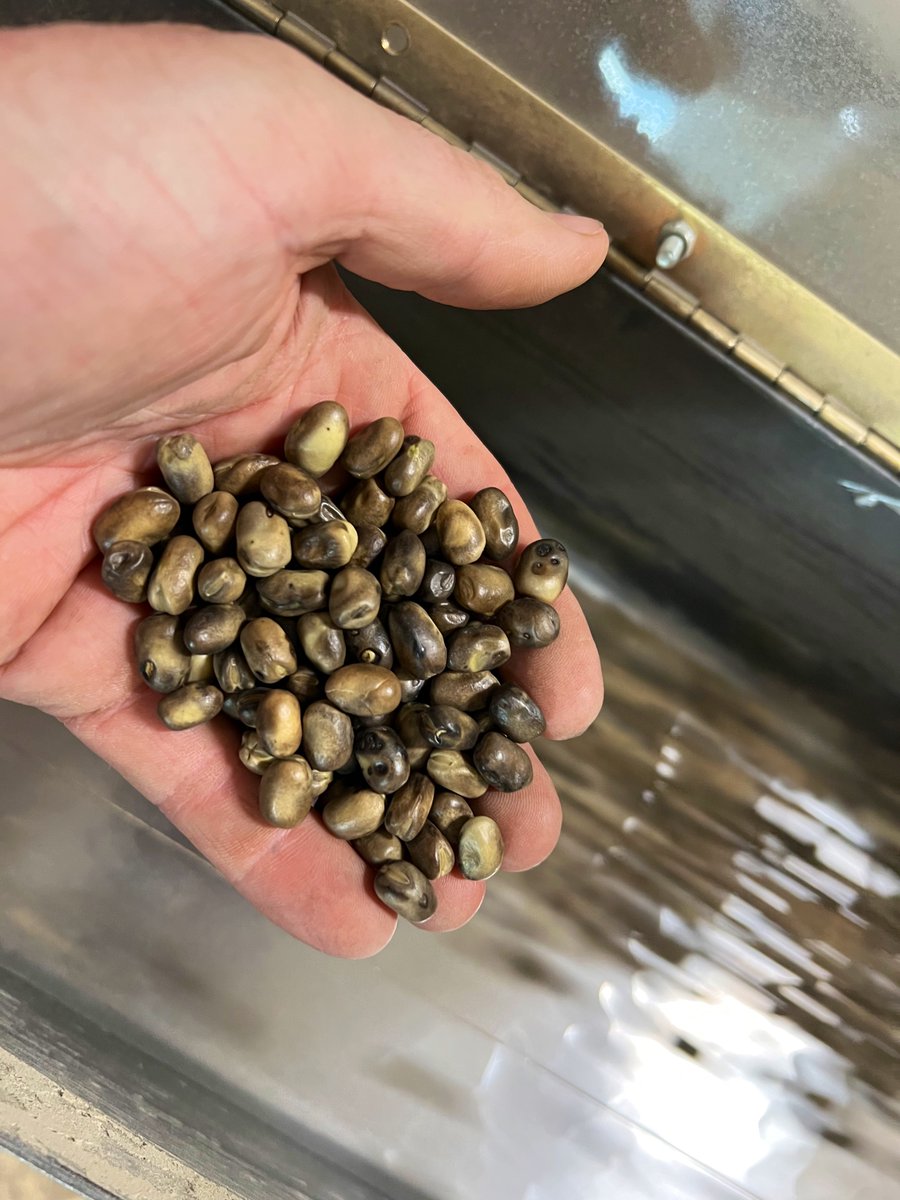 Stamp Seeds 🌱 tweet media