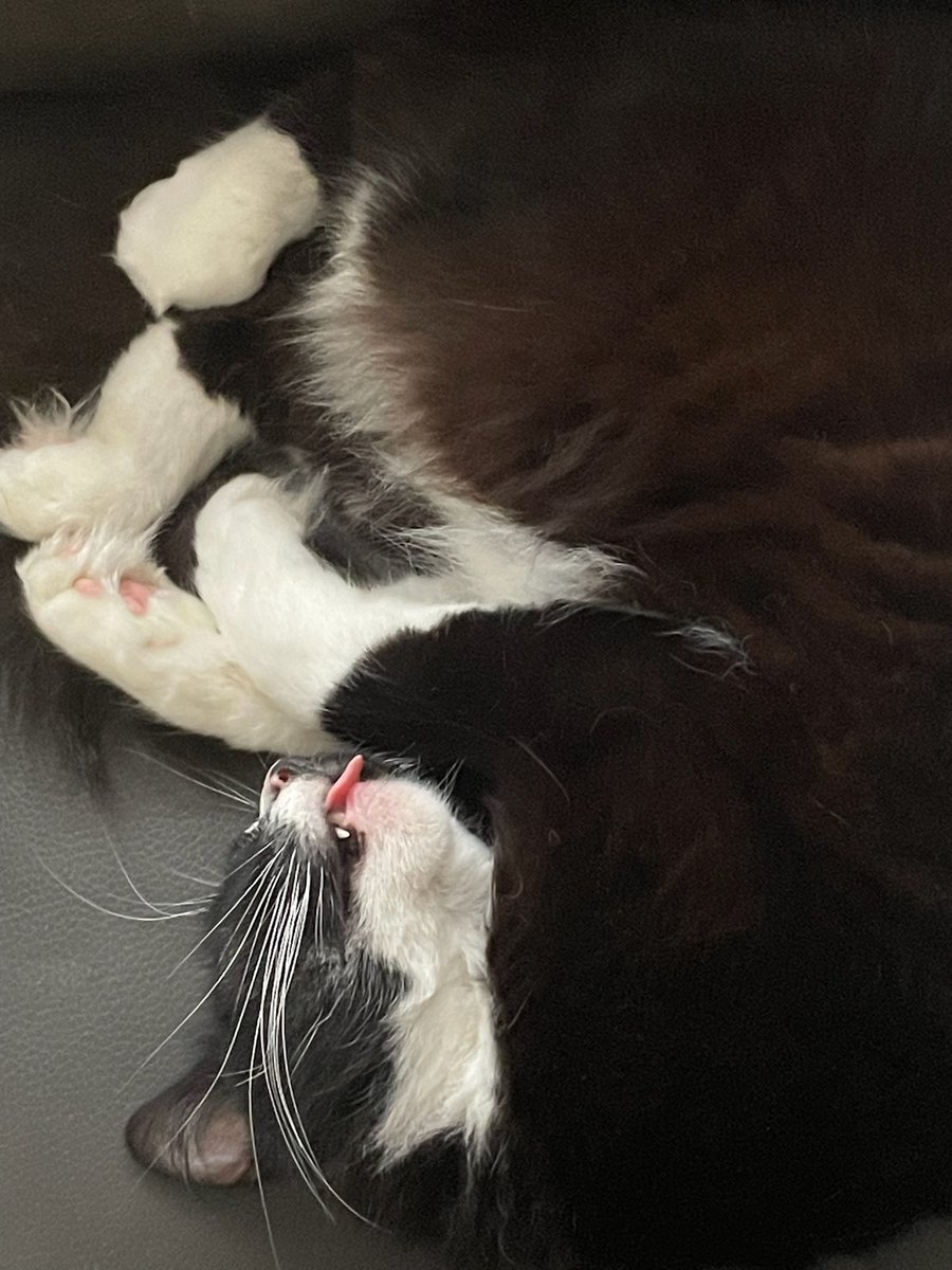 Kid Squiggy McGhee tweet media