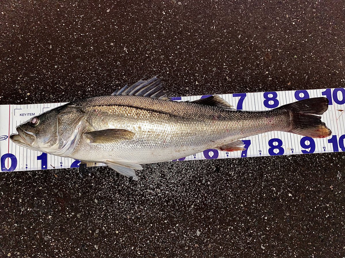 toshizou0036's tweet image. 年内サイズを狙うには最高の寒波。

スキッドスライダー95S…
fimoカラー【ギャラルグリーン】

９７㎝のスーパーランカー捕獲😭
#fimo #fimoフィールドモニター 
@fishing_yukari