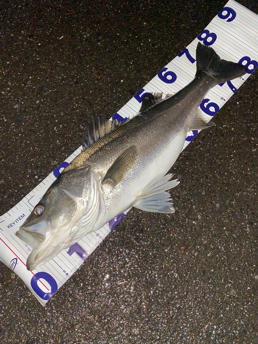 toshizou0036's tweet image. 年内サイズを狙うには最高の寒波。

スキッドスライダー95S…
fimoカラー【ギャラルグリーン】

９７㎝のスーパーランカー捕獲😭
#fimo #fimoフィールドモニター 
@fishing_yukari