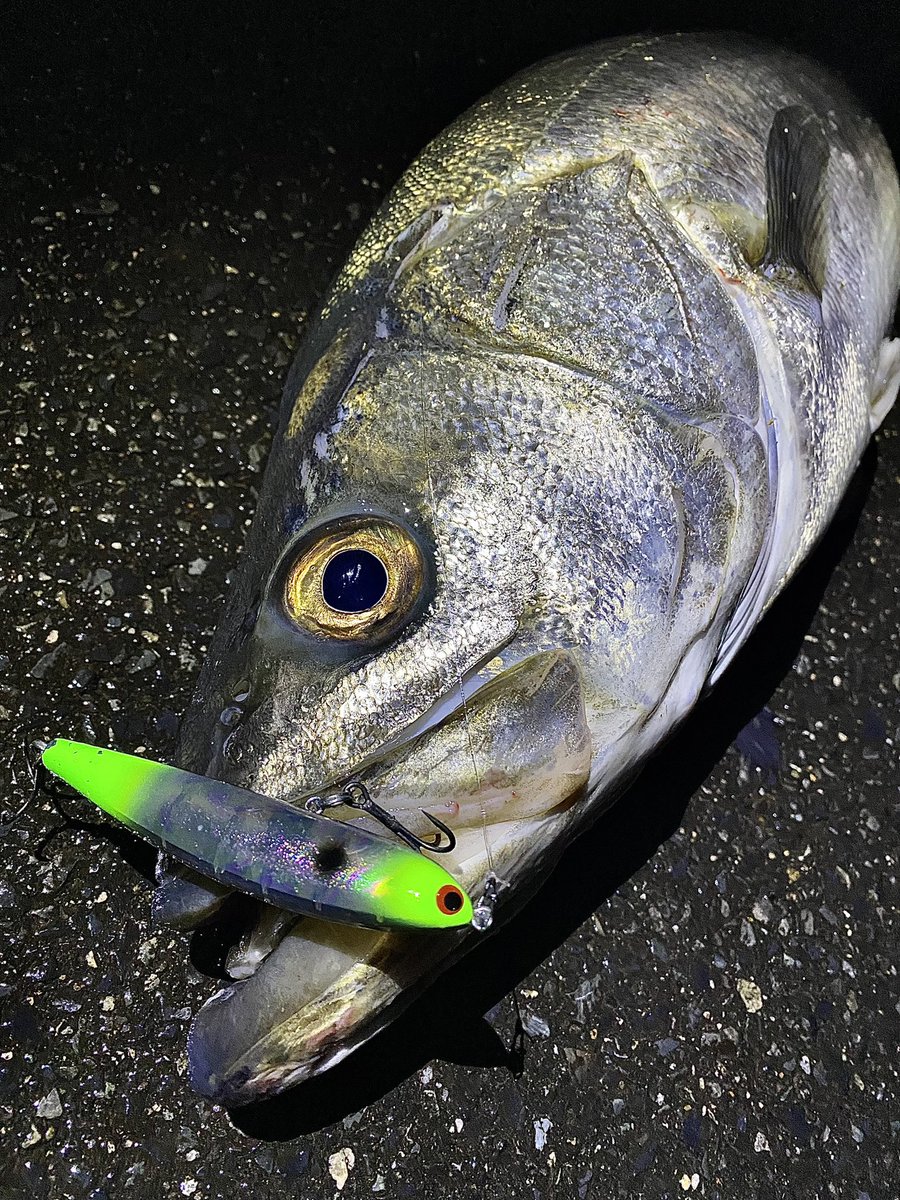 toshizou0036's tweet image. 年内サイズを狙うには最高の寒波。

スキッドスライダー95S…
fimoカラー【ギャラルグリーン】

９７㎝のスーパーランカー捕獲😭
#fimo #fimoフィールドモニター 
@fishing_yukari