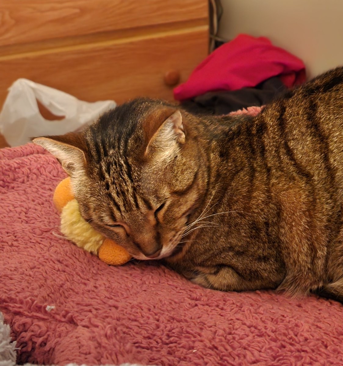 Kid Squiggy McGhee tweet media