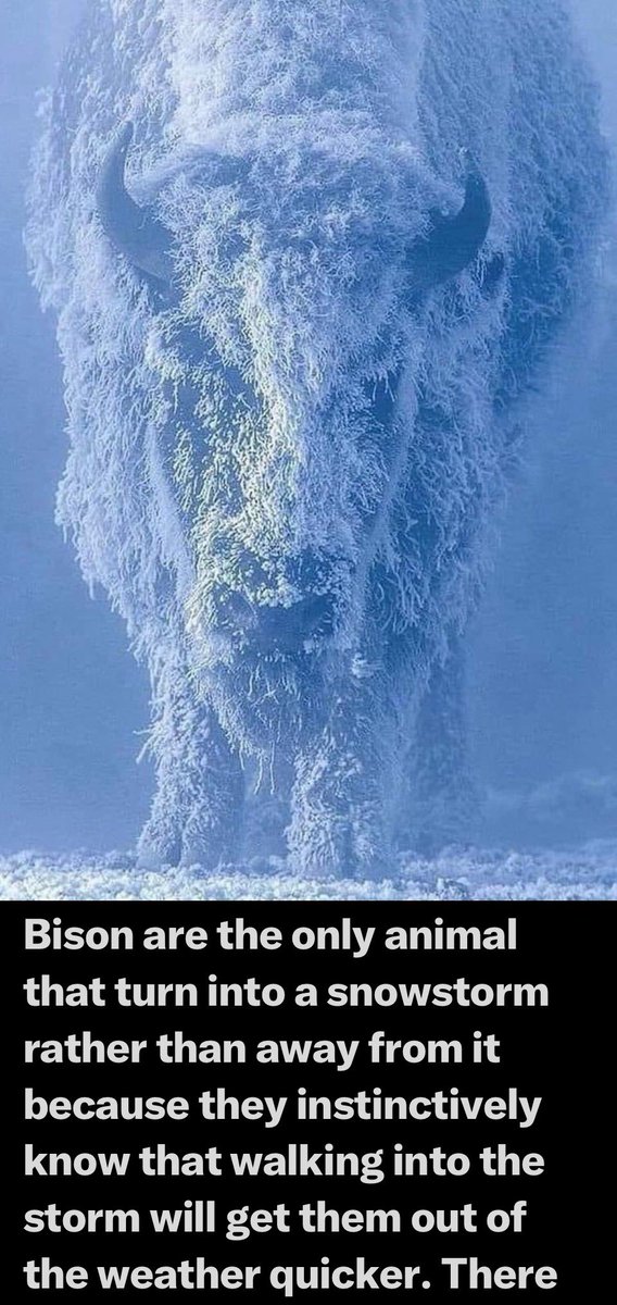 bettinmaxxx's tweet photo. GAME DAY! LFG BISON 🦬 🤘#BisoNation #NotDoneYet #SemiFinals #DecemberFootball #CodeGreen https://t.co/d1BUkoffRW
