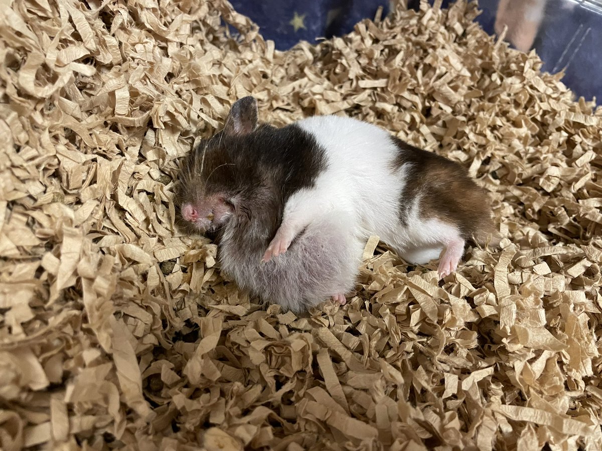 urnp__'s tweet photo. ろむさん、お別れが近いかもしれません。
幸いなことに飼い主が2連休なので見守ることができ、一緒に残りの時間を過ごせています。 https://t.co/MhpUiVdSqx