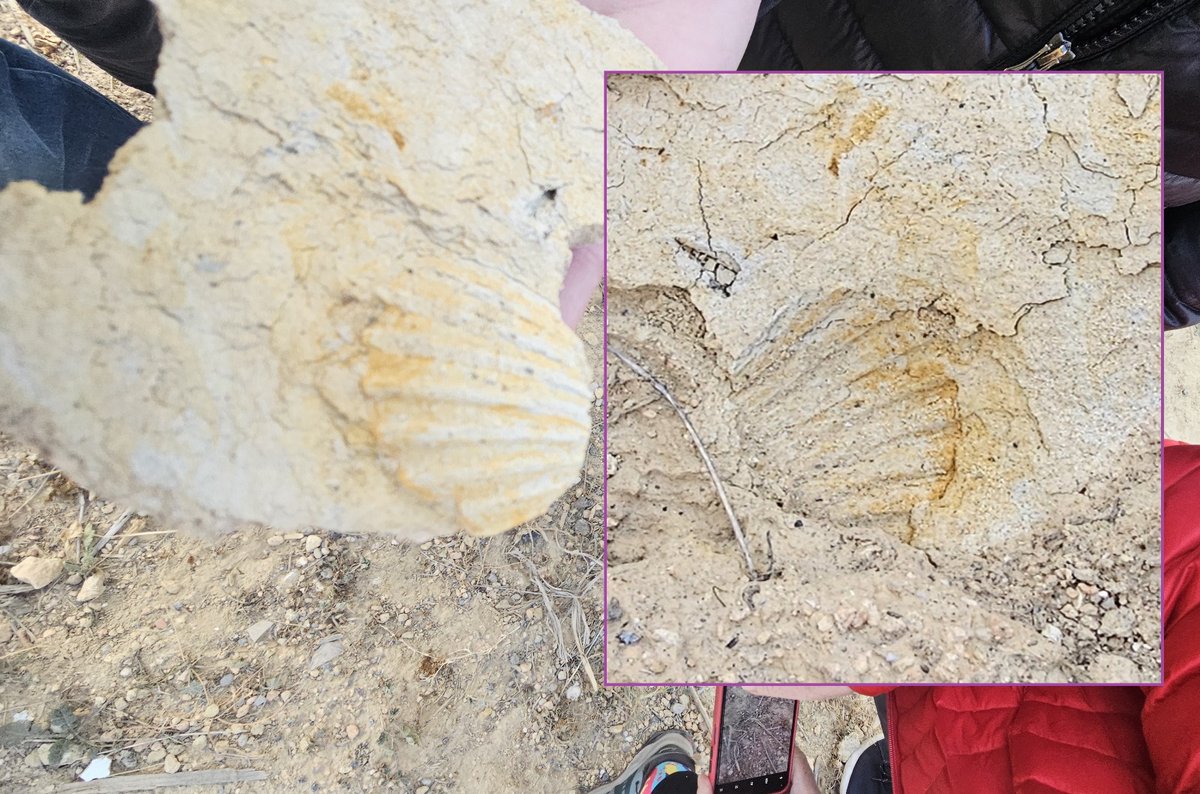 gpascualv's tweet photo. Recorregut paleontològic i geològic per L'Hospitalet de la ma d'Eric Baulenas, des del Parc de la Torrassa, per can Rigal, Finestrelles, can Clota fins a l'aqüeducte de can Nyac i can Buxeres. @CELHOSPI, @LHCiencia @gpascualv Aviat hi haurà noves edicions de la caminada. https://t.co/hkzTLt38ls