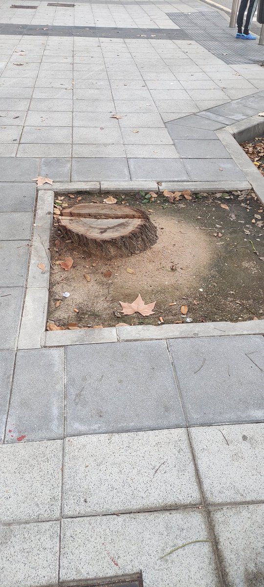 todoVicalvaro's tweet photo. .@Lineamadrid alcorque sin árbol en paseo de los Artilleros junto a la plaza de la Vicalvarada https://t.co/CF1chffLk0