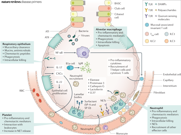 Mechanisms of immune resistance in #pneumonia aim to eradicate pathogens invading the airways go.nature.com/3205QrH