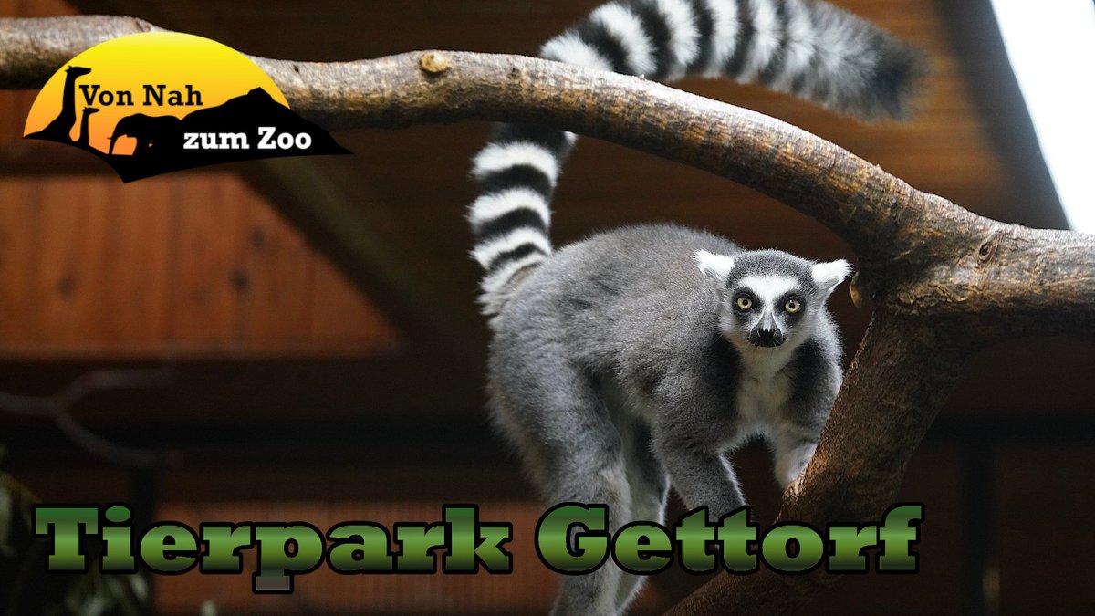 vonnahbisfern's tweet photo. In unserem nächsten Zoorundgang geht's in den #Tierpark #Gettorf. Was wir dort alles erlebt haben, seht ihr unter dem Link. Viel Spaß beim Schauen 😊

https://t.co/wSRidPAlLp

#tierparkgettorf #video #youtube #zoo #katta #tiere https://t.co/GYH7JYX0ZX