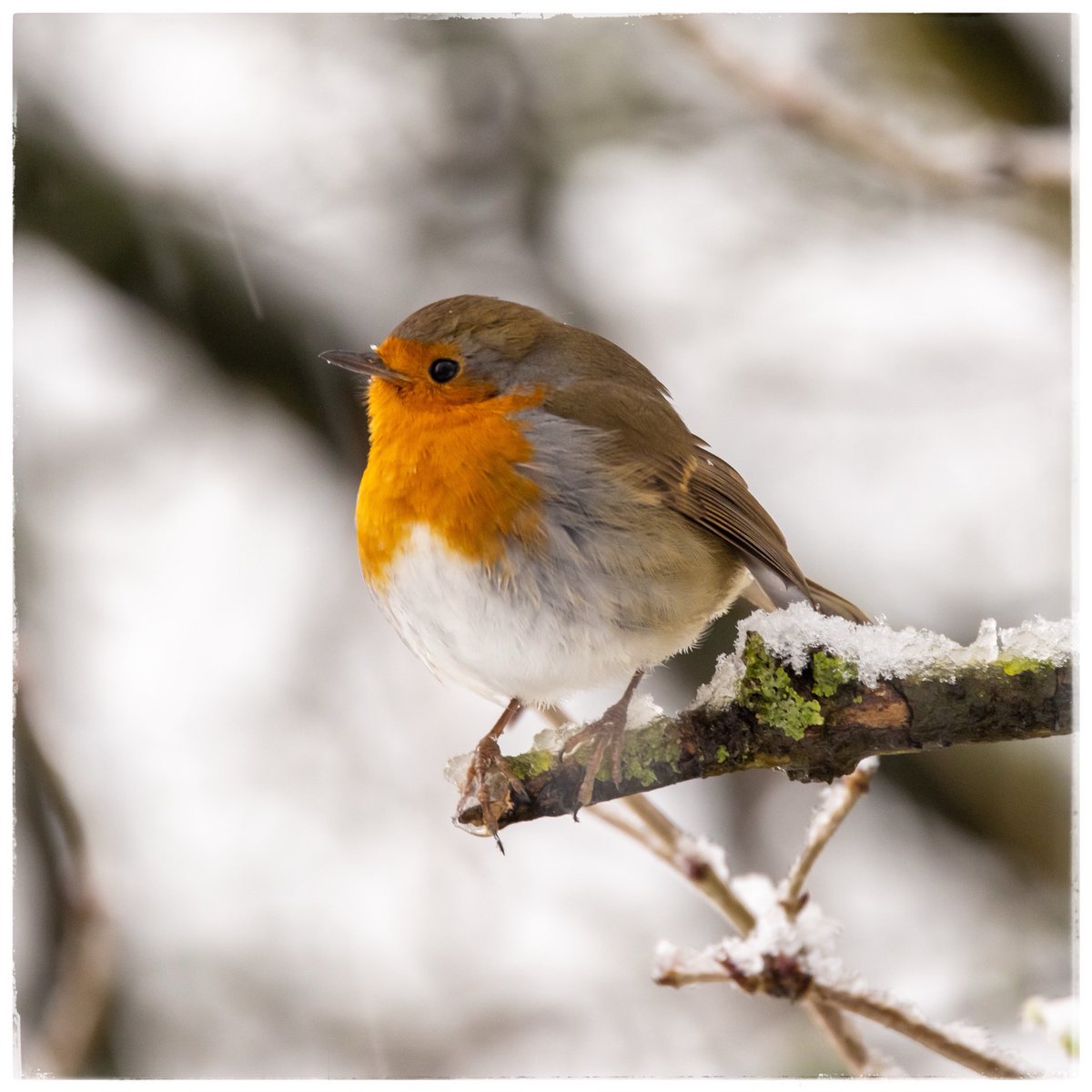 Brian Crosby tweet media