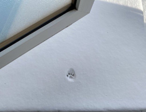 cutest_animal1's tweet photo. あまりにも寒すぎて一歩で諦めた猫さん https://t.co/BwgJ03BGVW
