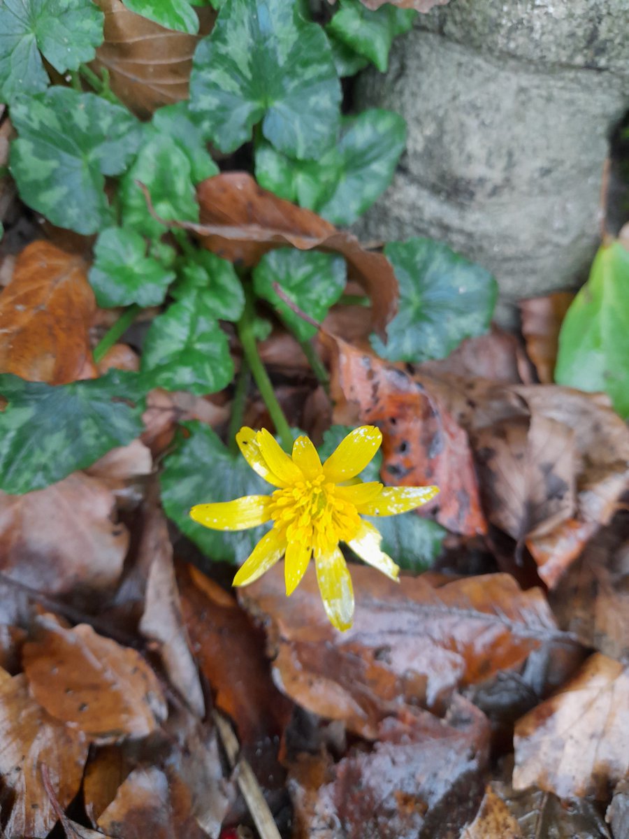 Lovely to see my first Lesser Celandine of this winter flowering today at Ballykeeroge, Wexford @BSBI_Ireland @bsb