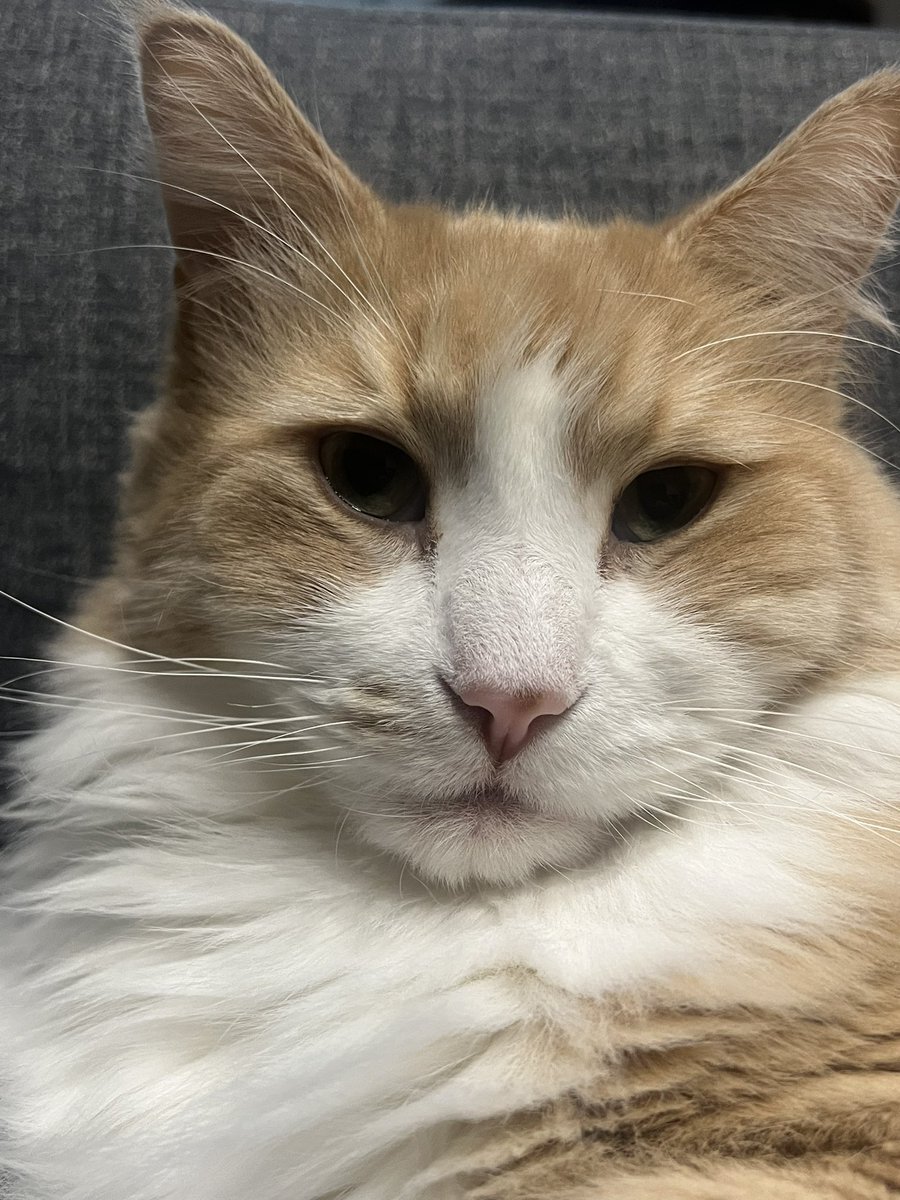 #１日１ネコちゃん

66日目