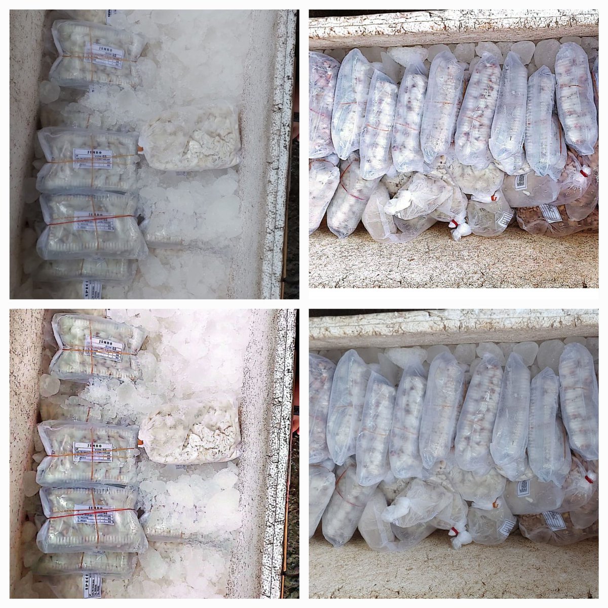 MSyafruddin15's tweet photo. Sabtu (16/12/23), M. Syafruddin Luhkan [lKab. Bone, di Poklahsar Seroja- Hati suci Ds Manajeng, melaporkan Produksi 0lahan daging rajungab, bulan Desember, sebanyak [Total_produksi] 500 kg harga jual rp.250000-300000/kg #GiatLuhkanSatminkalMaros #Bone#Produksi https://t.co/gB24PhRcmh