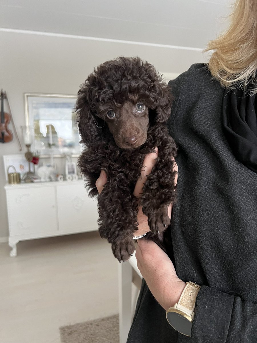 Vårt nya familje tillskott, välkommen Bailey.