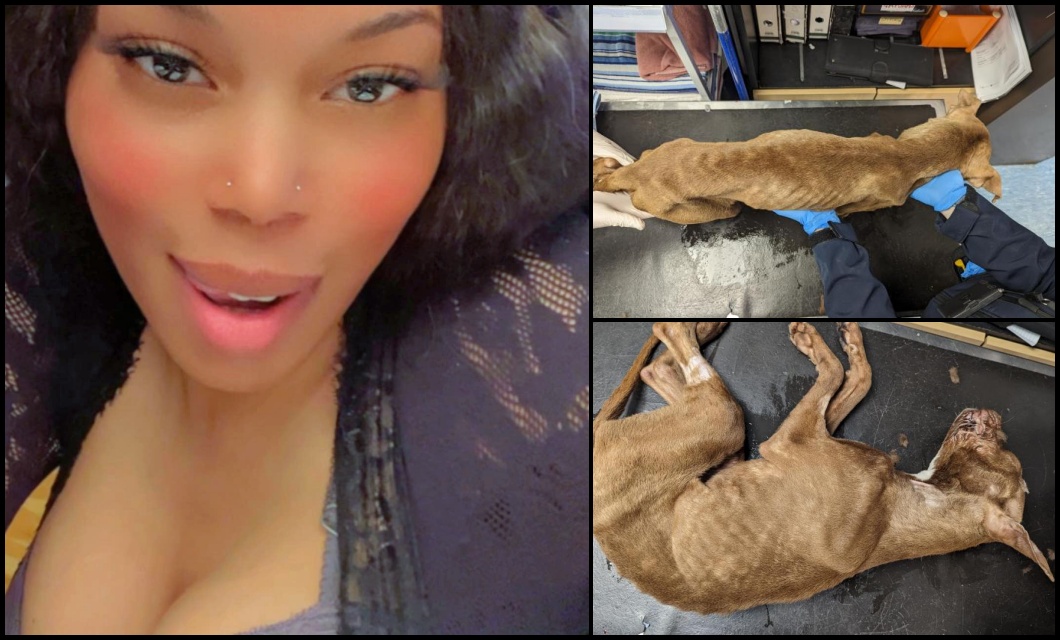 Please retweet CONVICTED OF ANIMAL CRUELTY 
 AVOIDED JAIL | Georgette Georgia Grey, 28, from South #Croydon #London #UK  – starved a puppy and left him exposed to the elements,  leading to hypothermia - puppy sadly PTS.
Grey pleaded guilty to animal cruelty in relation to an
