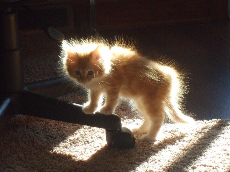 ≽^•⩊•^≼ (@vobouji) on Twitter photo 