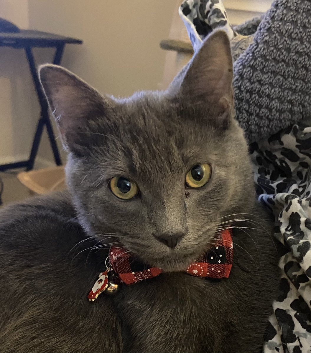 Happy CATurday!!😻🐈‍⬛🐾😻