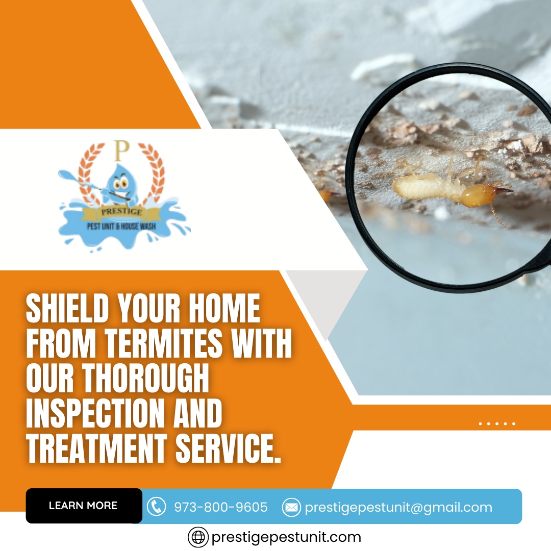 prestige_pest's tweet image. Shield your home from termites with our thorough inspection and treatment service. 🏠🛡️

Don&apos;t let these silent destroyers threaten your sanctuary. Choose Prestige Pest Unit &amp;amp; House Wash for termite protection you can rely on.

#TermiteProtection #PestControl
