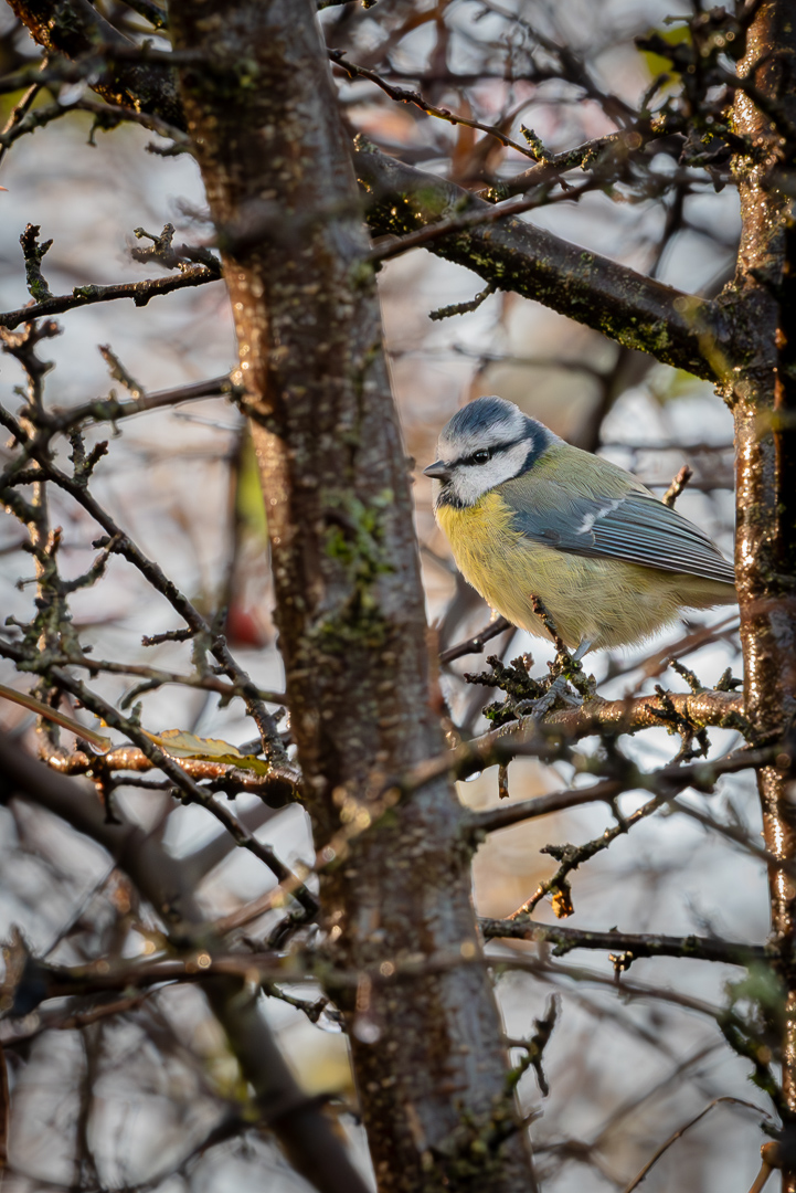 wegophotos's tweet photo. Another capture of a blue tit.
.
.
.
Full-Res Photo:
https://t.co/GRc1XnpkjW
.
.
.
#bluetit #birding #birdphoto #birdsofbritain #nikonphotography https://t.co/fUFfJCJOB3