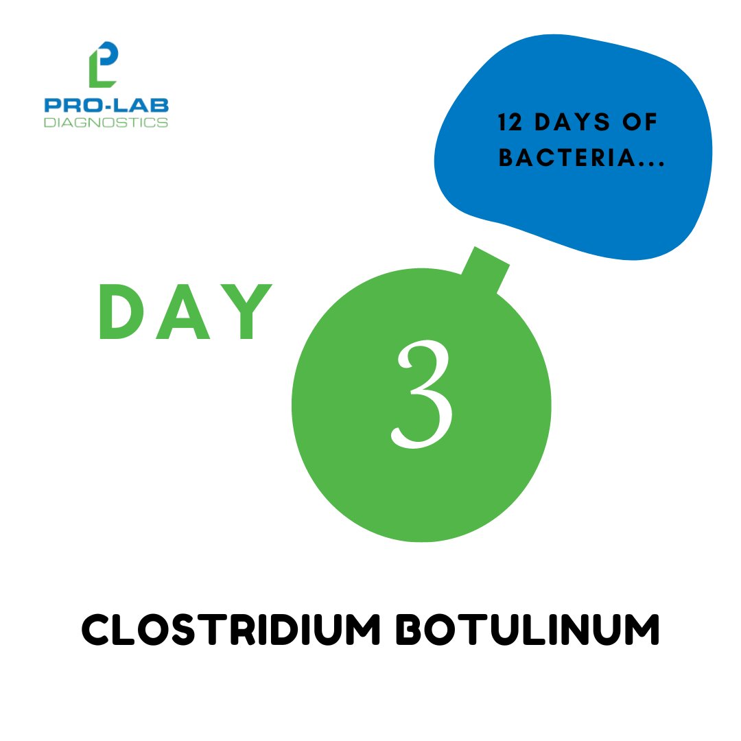 Day 3 of our microbiology 12 days of Christmas… 🎁 Fact: This bacterium produces botulinum toxin, causing botulism; ironically, it's also used in cosmetic procedures for its muscle-relaxing properties.