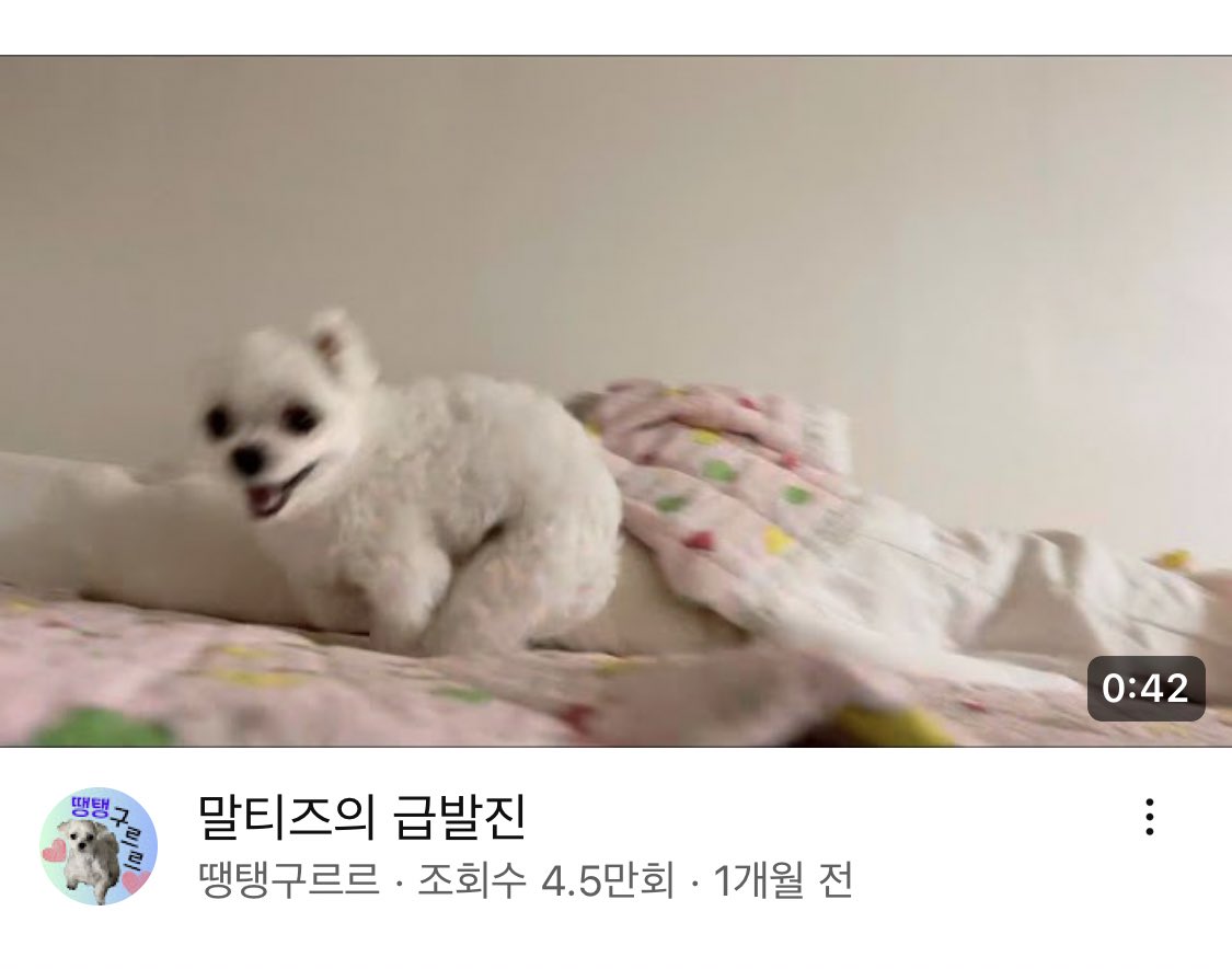 kyubalnom's tweet photo. 요런 강아지 영상들 넘 조음
억지 연출 없이 자연스러운 강아지 모습 담은거.. 친구가 카톡으로 자기네 강아지 찍어서 보내준 영상같은거.. (ex.오복이네) https://t.co/6o3wd3uFWi