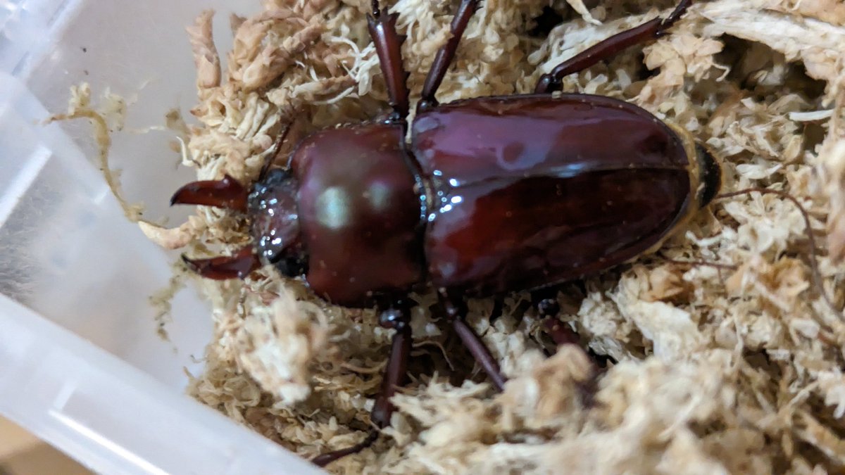 この春に羽化した🌈さんほぼ壊滅したなか、かっぷ羽化した紫紺（青く見える親の子）が！
三匹で全部♀！！？？？？
つなげるかも🤣