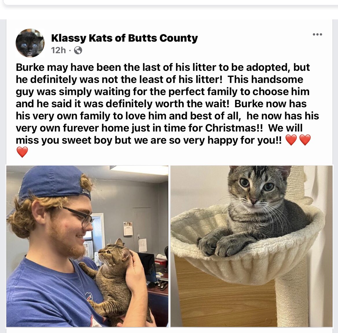 JMichaelBrewer's tweet photo. We adopted a new cat into our family yesterday. Aside from how taken we are with him, I have to give a shout out to Klassy Kats, our local cat rescue. I’ve seen how hard they and @ButtsMutts work to foster and find homes for hundreds of cats and dogs each year. SPLOST 8 is bringing a much needed new animal shelter to provide better care and sheltering for them but homes are needed now. Giving an animal a safe and loving home is a very small sacrifice for what they give back. #ButtsCounty #KlassyKats #ButtsMutts