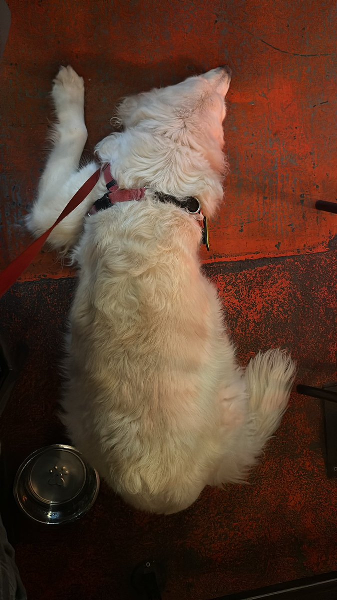 BrewDoge's tweet photo. Chilling @BrewDogMCity https://t.co/Jd2jpc8A9c