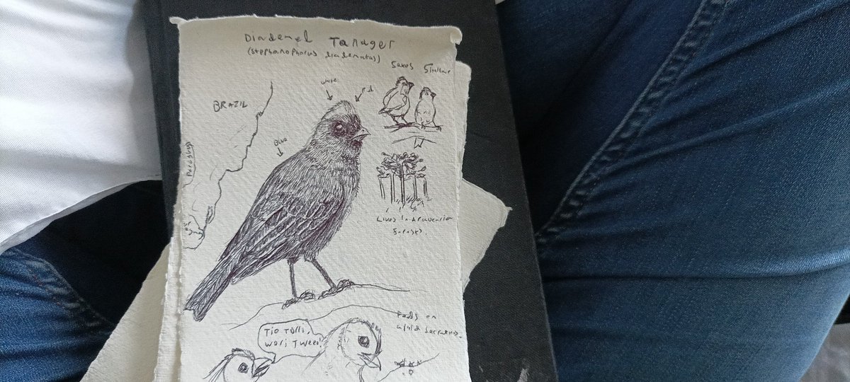 Currently making a series of sketches on birds that Ebirds Birds of the World app throws at me when I click randomise.