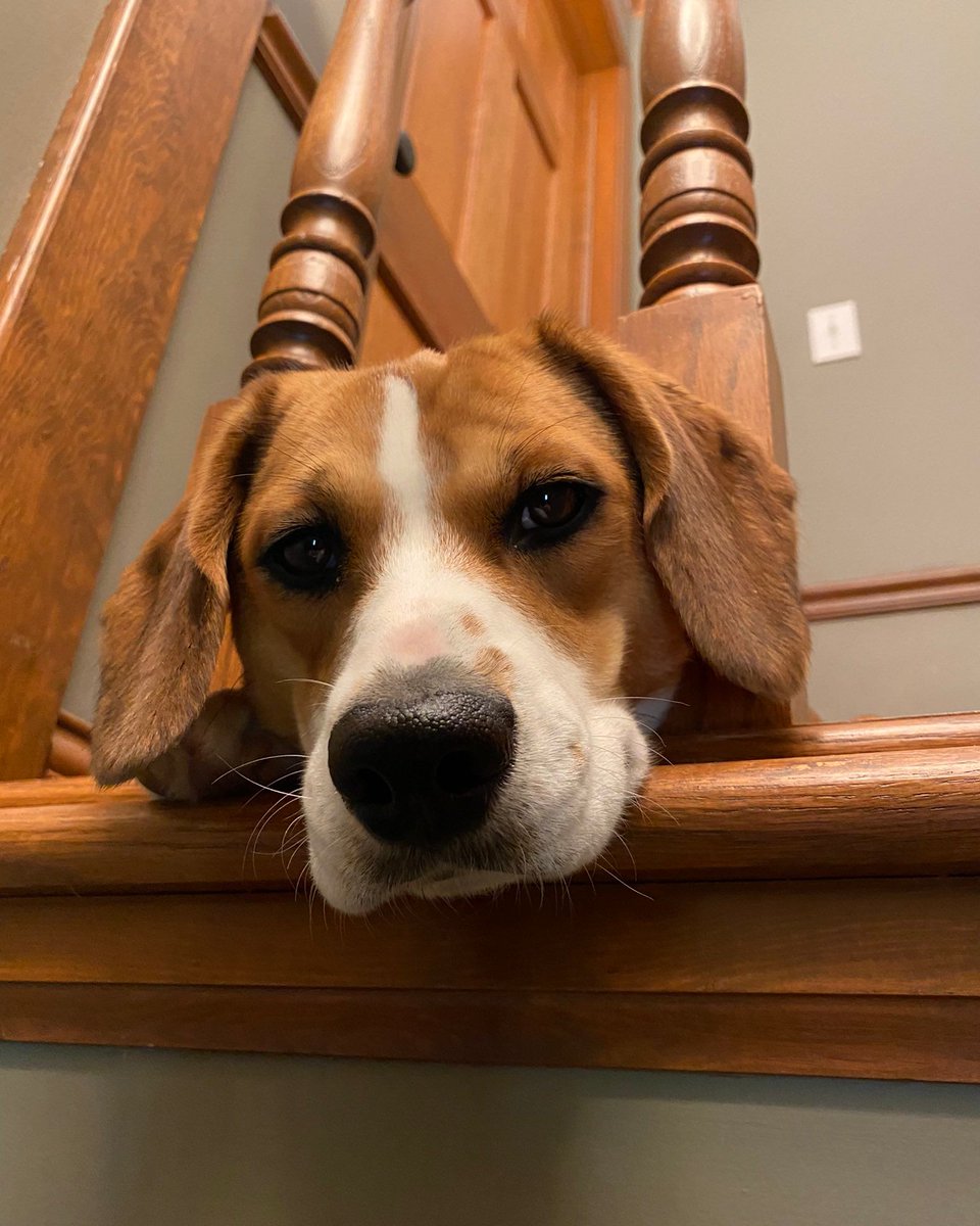 Beagle Facts tweet media