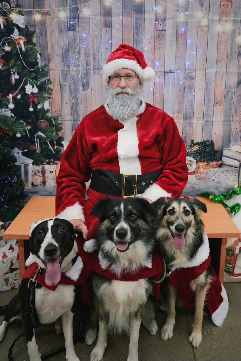 Jewelzy1201's tweet photo. “Have a holly Collie Christmas!” 
 🎅🏻 🎄 🎁🐾 https://t.co/faqrFpkxKv
