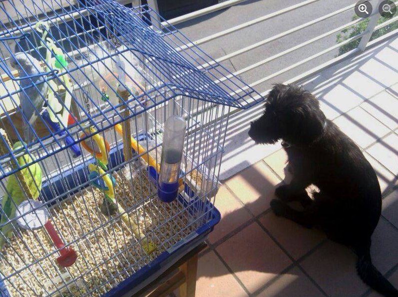SheeranPrior's tweet photo. hace un mes que mi niño se fue, le echo tantísimo de menos💔
y ayer tmb se fueron mis periquitos 😔 tanto el Milú como el Berni llevaban conmigo más de 10 años y Anakin era un bebé que rescaté de una tienda de animales que le tenía en fatales condiciones https://t.co/8QqFbb1BjT