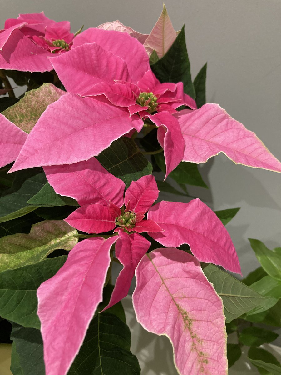 NoniSturge's tweet photo. Have a lovely weekend everyone. Lots of smiles ☺️
#princettia #poinsettia #houseplant #GardenersWorld 
🌿🩷💚 https://t.co/HBnNve0NpJ