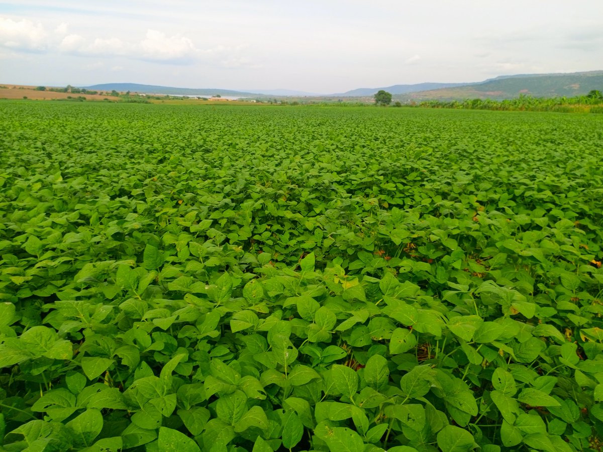 EnvironmentRw's tweet image. Umunyamabanga wa Leta @DrUwera yasoje ruzinduko rw'iminsi 3 yagiriraga mu ntara y'i Burasirazuba. 

Muri uru ruzinduko, yasuye ibikorwa by'imishinga irimo #TREPA na #COMBIO ifasha abaturage mu kubungabunga amashyamba ndetse gutera amashya aho atari. 

#GreenRwanda🇷🇼🌿