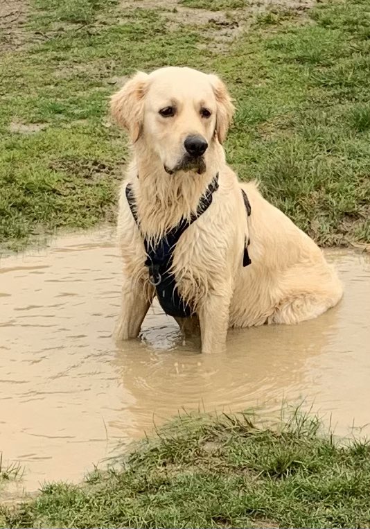 The T-1000 knew something was seriously amiss as he began morphing into a cute Golden Retriever