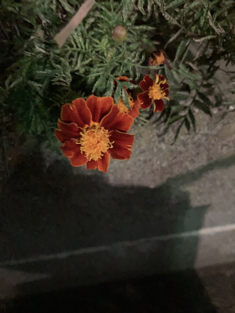 これってマリーゴールドかなぁ❓

もう12月も半分過ぎたというのに、色んな花があちこち咲いててビックリする。

ベゴニアとかパンジーとかバラとか…色とりどり✨🌈✨

いつも楽しませてくれてありがとう♨️