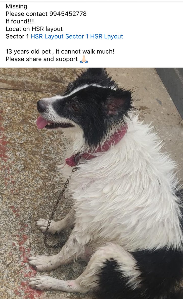 that_ambivert's tweet image. Please help find our missing pet. Do RT 
#missingdog #hsrlayout