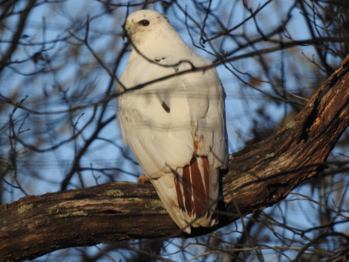 AnnapCreative's tweet photo. OMG!!! My leucistic red-tailed hawk is back with its mate and its mate has a band!!!! How cool would it be if this was an Owl Moon bird or even one that I was involved with?!?!?! https://t.co/1JIlyOTCmN