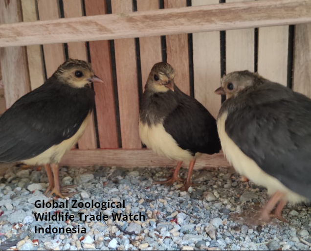 GlobalZoologic's tweet photo. Critically endangered Maleo bird chicks being sold in Sulawesi. The population there is in free fall. Sad. #Animal #bird #nature #wildlife https://t.co/YZWViApoKP
